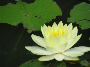 1322610_lotus